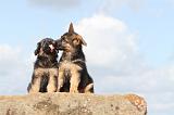 BERGER ALLEMAND 300